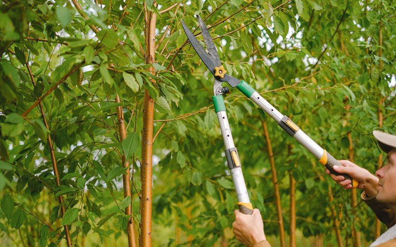 Tree trimming in Grandview, IA